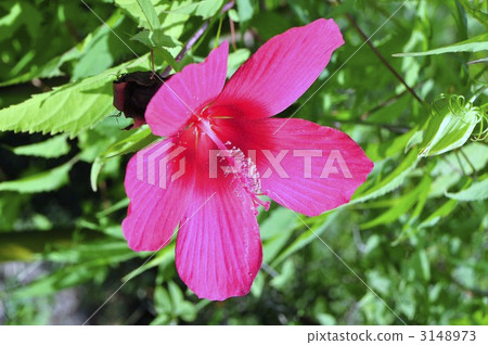 木槿 猩紅色草芙蓉 紅秋葵 3148973