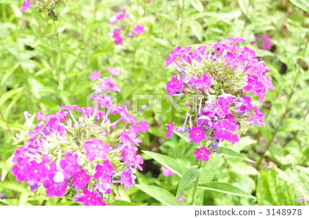 多年生天藍繡球 八月 綠葉 3148978