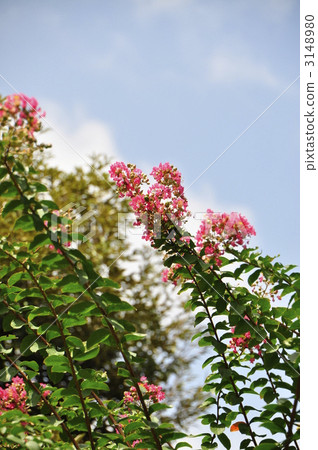 紫薇 千屈菜家庭 東京 3148980