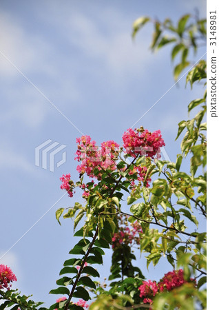 紫薇 東京 墨田區 3148981