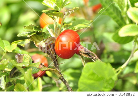 japanese rose, deciduous shrub, rosa 3148982