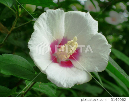 shaggy hair, bloom, blossom 3149062