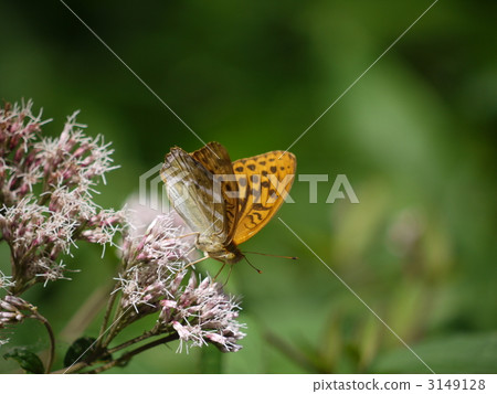 Senjōgagara / Midorihyumon 3149128