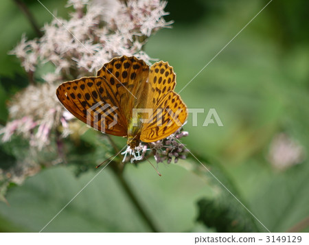 Senjōgagara / Midorihyumon 3149129