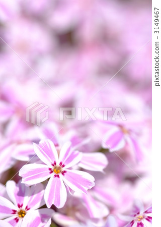 Pink shibazakura Pink shibazakura 3149467