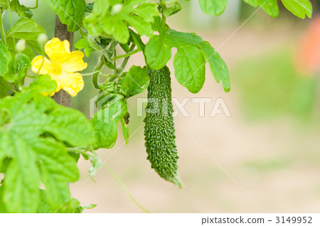 Flowers of goya and goya 3149952