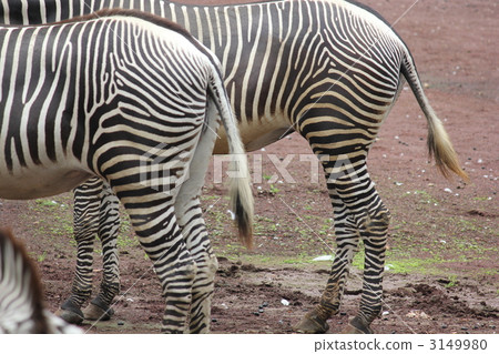 2 zebras 3149980