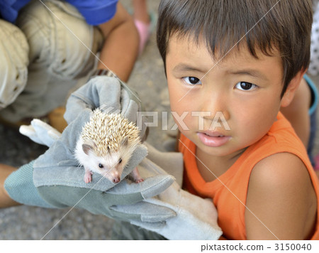 Hedgehog 3150040