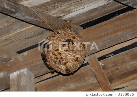 The nest of the underwater moth 3150056