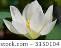 Lotus 3150104