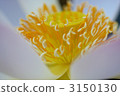 Lotus 3150130