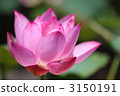 Lotus 3150191