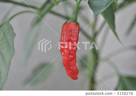 green pepper, vegetables, vegetable 3150278