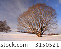 白雪皚皚 雪景 風景 3150521
