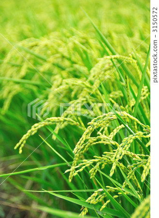 ear of rice, harvest, kanagawa prefecture 3150572