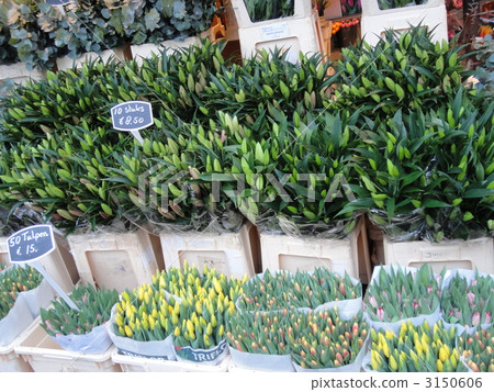 花匠 花店 荷蘭 3150606