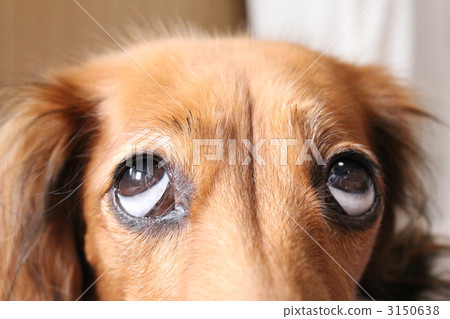 想法狗 想法狗 3150638