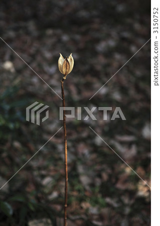 Withered lilies Withered lilies 3150752