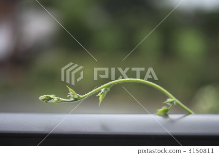 牽牛花 牽牛花 3150811