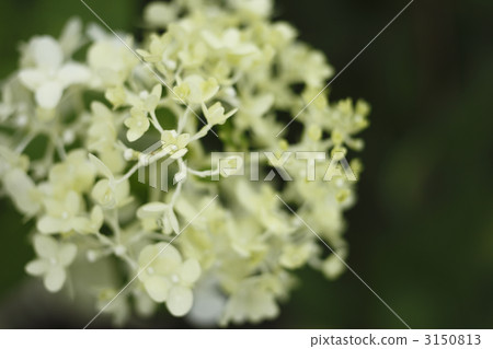 美國繡球花 美國繡球花 3150813