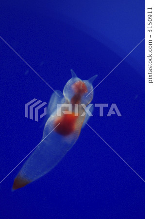 Clione Clione 3150911