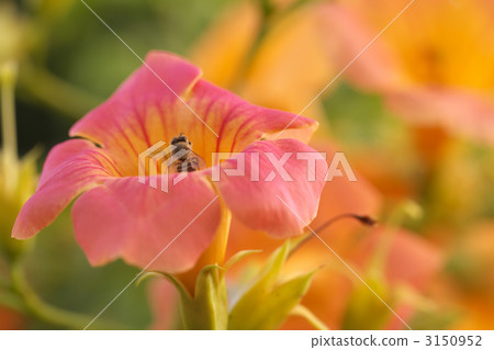 Beetle and bees 3150952