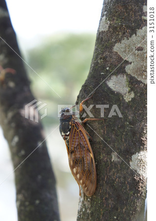 Brown cicada Brown cicada 3151018