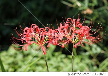 Higambuna Higambuna 3151028