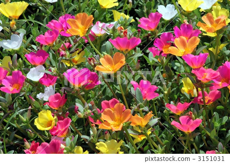 Porchuraca flower garden 3151031