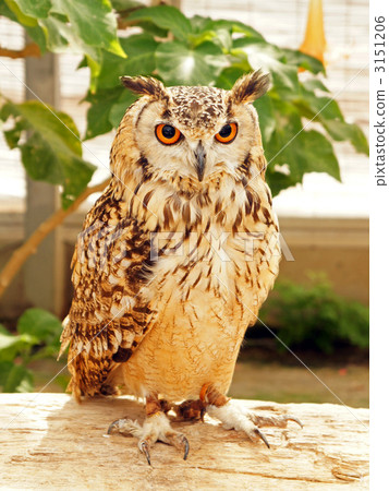 Bengal Eagleworm Bengal Eagleworm 3151206