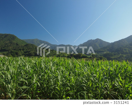 山村的玉米農場 山村的玉米農場 3151241