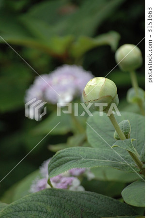 Tama Hydrangea in the mountains 3151663