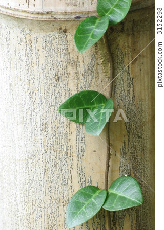 綠色常春藤 3152298