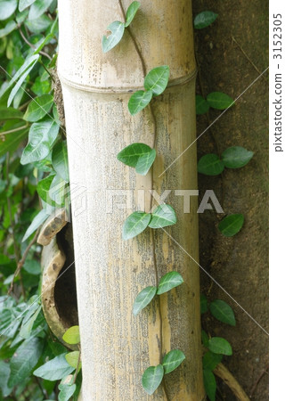 綠色常春藤 3152305