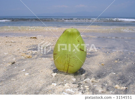 coconut, tropical, surface of the sea 3154551