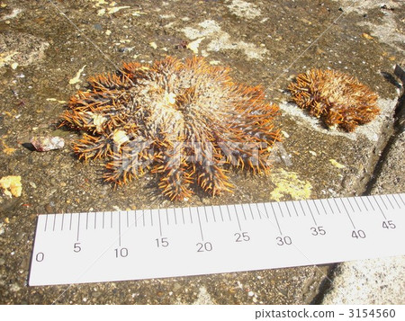 測量 海星 海洋動物 3154560