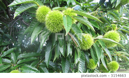 板栗 日本栗 栗子 3154663