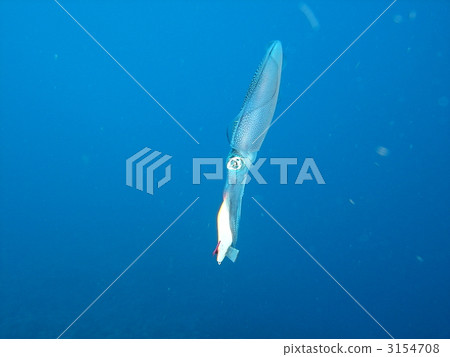 烏賊 墨魚 魷魚 3154708