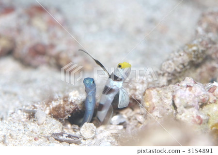 蝦虎魚 蝦虎魚 3154891