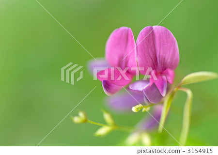 布什三葉草 3154915