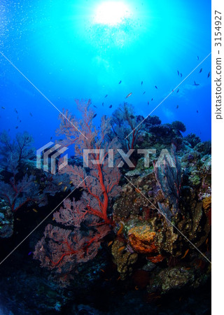 磯花 磯花 3154927