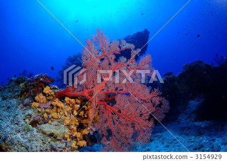 磯花 磯花 3154929