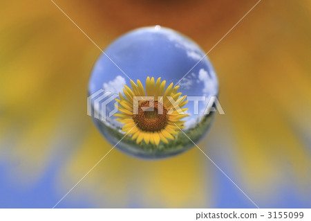 大理石透鏡 花園 向日葵 3155099