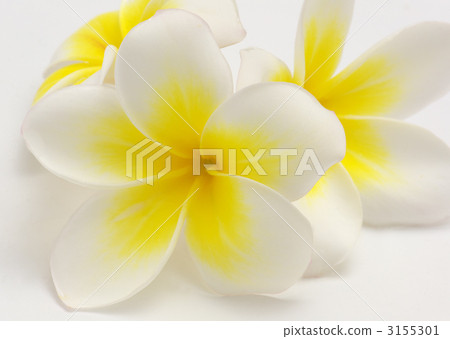plumeria, flange pani, bloom 3155301