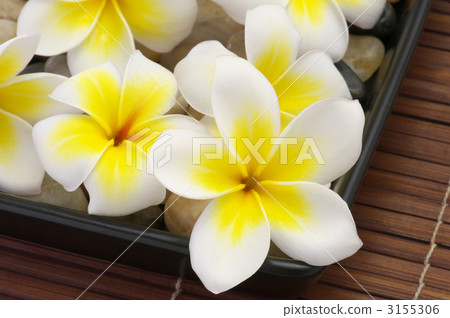 plumeria, flange pani, flower 3155306