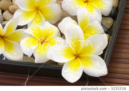 fresh and youthful, still life, stillife 3155316