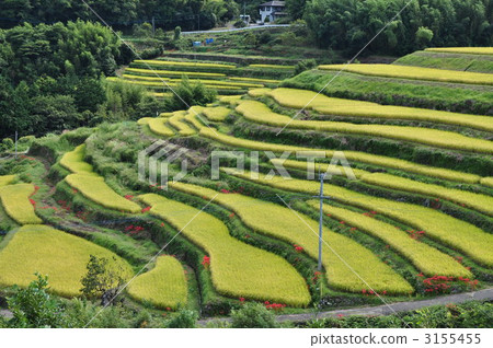  Inner rice terrace 3155455
