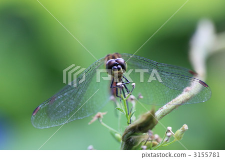 summer madder, darter, red dragonfly 3155781