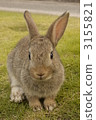 迷你兔子前面 3155821