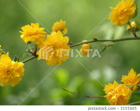 山吹 山吹 3155885